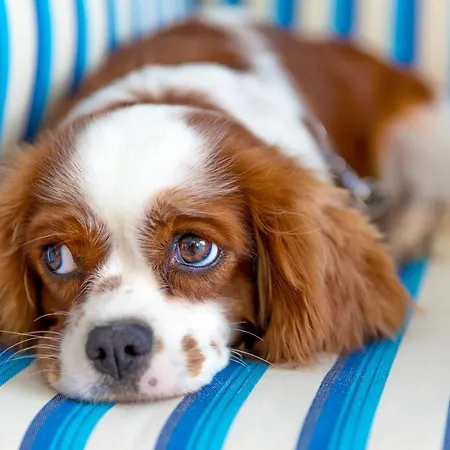 호텔 Mavi Beyaz 팔라무트부쿠