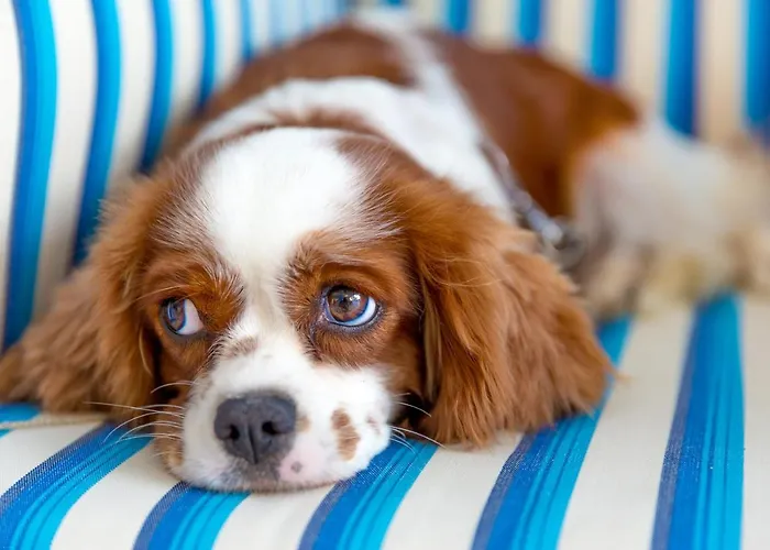 ホテル Mavi Beyaz パラムップク